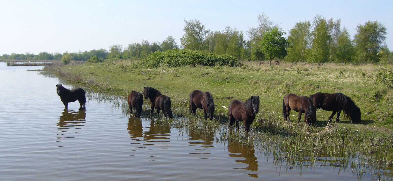 Paarden in Dintelse Gorzen